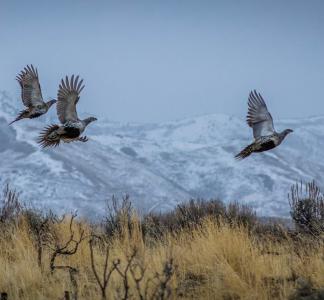 Sage-grouse flying above tall prairie grass with mountains in the distance